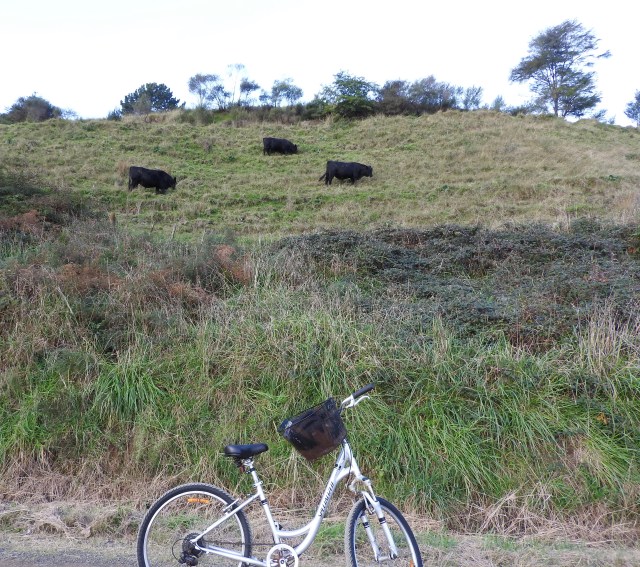 Bulls on Maraetotara Rd., Ohope