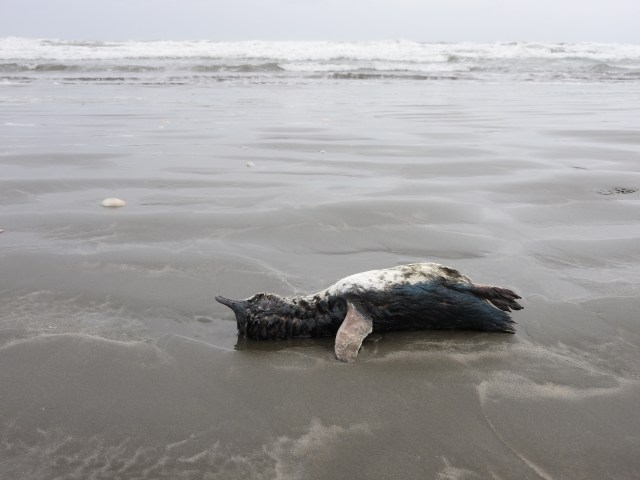 Washed ashore on West End Beach- little Blue penguin